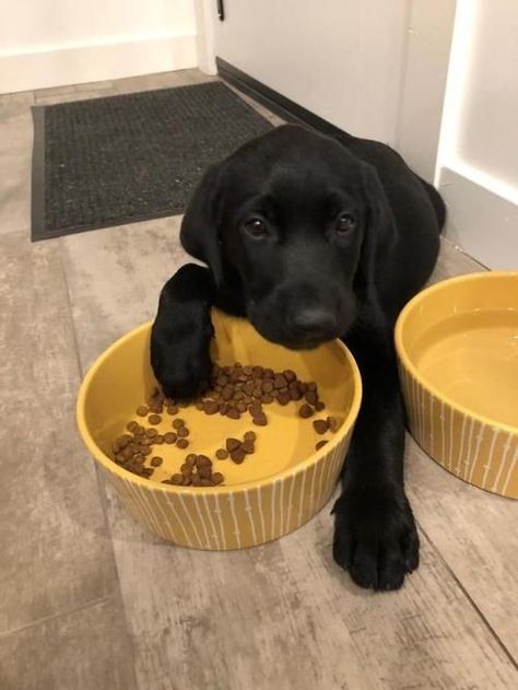 Black Lab puppy Nice Dogs, Black Labrador Puppy, Labrador Noir, Puppy Baby, Lab Puppy, Homeless Dogs, Black Lab Puppies, Dogs Cute, Labrador Retriever Puppies