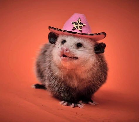 Opossum Pfp, Possum Pfp, Cowboy Opossum, Possum Party, Halloween Possum, Cowboy Possum, Possum Cowboy, Possum With Hat, Opossum Memes Hilarious