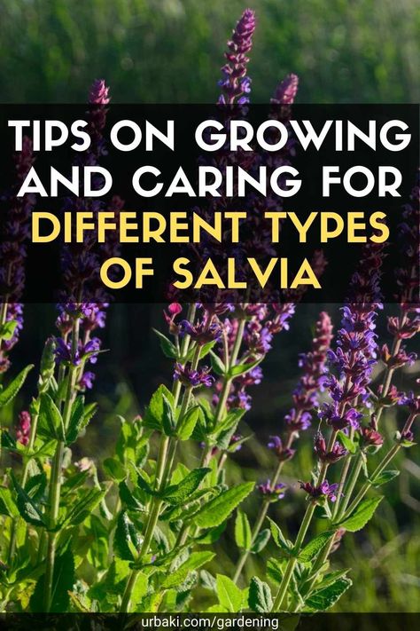 Salvia Plant Care, Salvia Garden, Salvia Plant, When To Plant Seeds, Raised Beds Garden, Salvia Plants, Garden Bed Ideas, Salvia Hispanica, Plants Vegetables