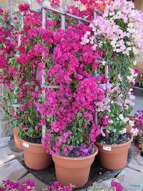 How to Grow and Care for the Bougainvillea Plant in Containers Bougainvillea In A Pot, Bouganvilla Pergola, Trellis For Bougainvillea, Growing Bouganvilla In Pots, Bougainvillea On Fence, Bougainvillea Fence, Bougenville Flowers, Potted Bougainvillea, Bougainvillea Trellis