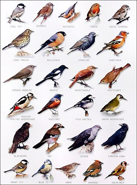 bird chart                                                                                                                                                      More Backyard Birds Watching, Bird Identification, Kinds Of Birds, Backyard Birds, Pretty Birds, Bird Garden, Wild Birds, Bird Watching, 귀여운 동물