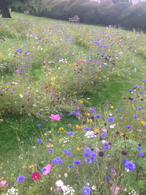 Flower Maze Garden, Wild Flower Lawn, Meadow Lawn, Flower Maze, Labyrinth Garden, Wild Flower Meadow, Meadow Garden, Summer Meadow, Spring Meadow