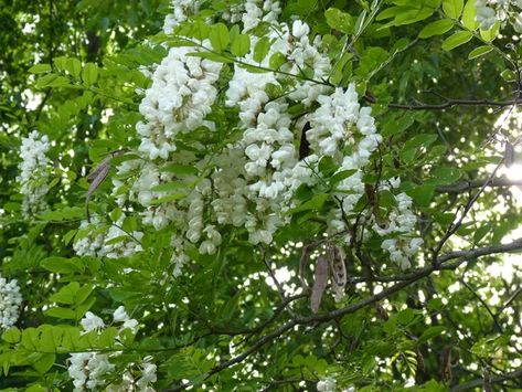 Sacred Tree Profile: Black Locust’s Medicine, Magic, Mythology and Meanings | The Druid's Garden Black Locust Tree, Locust Tree, Ecological Succession, Robinia Pseudoacacia, Magical Tree, Sacred Tree, Herbal Magic, Wild Food, Shadow Work