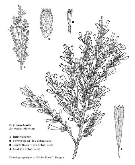 So that's the end of Coyote, Kokopelli and the Sagebrush Bush . Here's the botanical drawing of the actual plant from the inside cover, courtesy of my wife, Ellen: I've also made a pdf of the whole thing with the covers, available here (2.6 MB pdf file) Sage Bush Tattoo, Juniper Tattoos, Sagebrush Drawing, Sagebrush Tattoo, Big Sagebrush, Sage Brush, State Flowers, Brush Tattoo, Illustration Reference