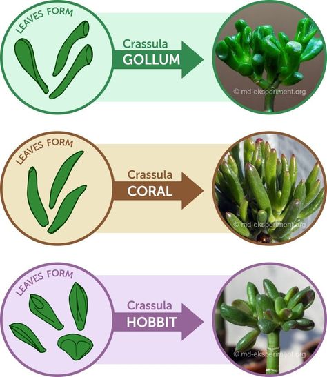 How can we distinguish the popular sorts of Crassules Jade Tree Crassula Hobbit, Crassula Coral, Crassula Gollum by the shape of the leaves Crassula Gollum, Suculent Plants, Jade Plant Care, Succulent Names, Types Of Succulents Plants, Jade Succulent, Coral Cactus, Jade Bonsai, Jade Tree