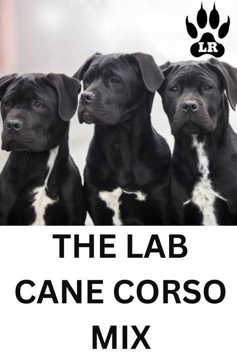 The Lab Cane Corso mixed breed, is a powerful, loyal, loving, protective family companion. This breed- click the link to find out more about the Lab Cane Corso Mix King Corso Dog, King Corso, Dogs Tattoo Ideas, Dog Line Art Tattoo, Dog Ear Tattoo, American Mastiff, Dog Pfp, Loyal Dog Breeds, Cane Corso Italian Mastiff