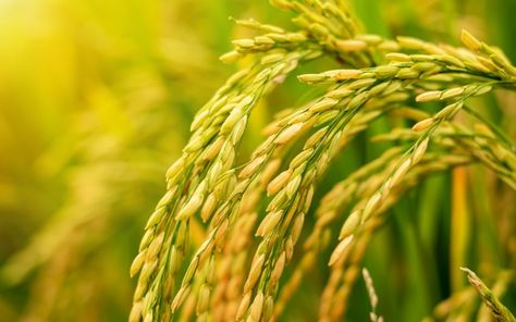 Rice in the field is waiting for harvest... | Premium Photo #Freepik #photo #leaf #garden #colorful #rice Rice Field Aesthetic, Rice Garden, Agriculture Photography, Rice Plant, St Bernard Puppy, Green Rice, Dry Rice, Food Art Photography, Rice Field