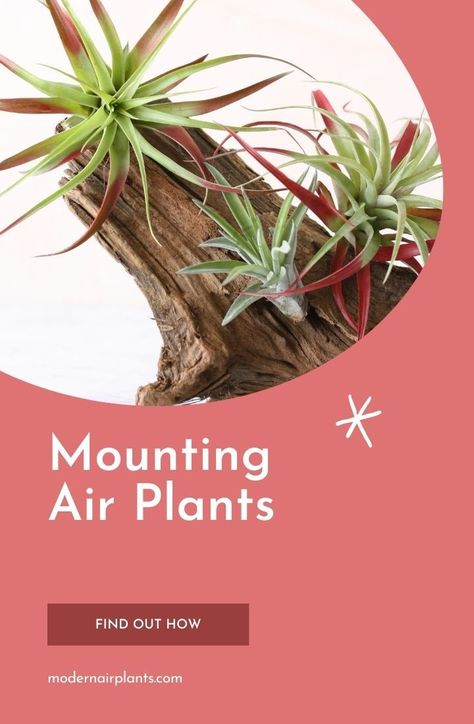 Learn how to mount your air plants properly using glue and other materials to make sure that they grow healthy and happy. #modernairplants How To Propagate Air Plants, Houseplant Tips, Orchid Fertilizer, Open Terrariums, Plants Care, Houseplant Care, Air Plants Care, Tillandsia Air Plant, Growing Plants Indoors