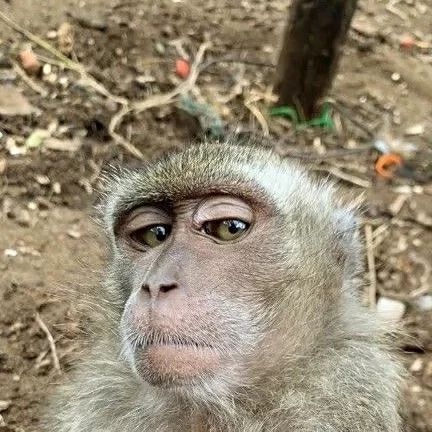 Monkey Love on Instagram: "That one friend who takes multiple selfies, 1st or 2nd ?😏🙈🐵" Monkey Taking Selfie, Monkey Love, Taking Selfie, One Friend, That One Friend, Monkeys, Selfies, Memes, On Instagram