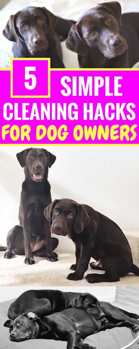 Chocolate Labradors, Dog Life Hacks, Dog Waiting, Dog Cleaning, Dog Hacks, Dog Care Tips, Pet Hacks, Diy Dog, Dog Obedience