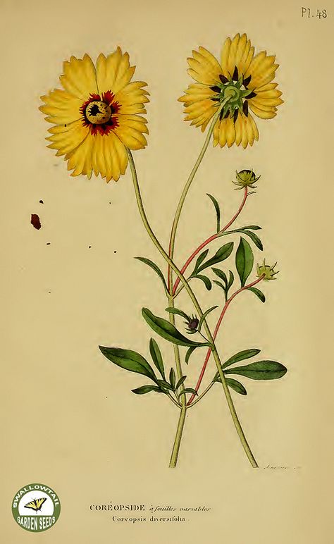 Coreopsis Flower, Botanical Printables, Garden Tattoos, Garden Tattoo, Painted Glass Vases, Wildflower Tattoo, Flower Illustrations, Vintage Illustration Art, Illustration Botanique