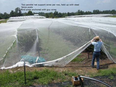 Netting Over Garden, Blueberry Netting, Bird Netting For Garden, Blueberry Gardening, Garden Cloche, Bird Netting, Garden Netting, Crop Production, Garden Flower Beds