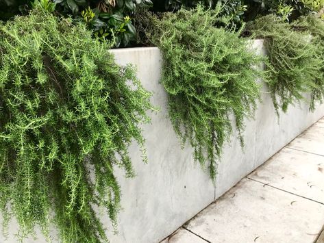 7 Good Trailing Plants for Walls Planted Wall Outdoor, Cascading Plants Over Retaining Wall, Garden Wall Landscaping, Evergreen Plants For Raised Beds, Plants For Rock Walls, Wall Planting Ideas Outdoor, Wall Crawling Plants Outdoor, Planting Against A Wall, Plants Hanging Over Retaining Wall