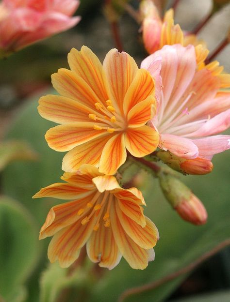 Lewisia Cotyledon 'Sunset Strain' Lewisia Flower, Lewisia Cotyledon, 5 Petal Flower, Petal Flower, Orange And Yellow, Ranunculus, Exotic Flowers, Flower Beauty, Types Of Flowers