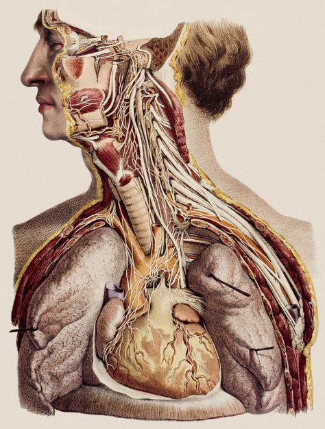 Digital cadavers are replacing real ones. But should they? Human Cadaver, Vintage Medical Art, Schematic Drawing, Body Horror, Cranial Nerves, Human Anatomy Art, Medical Illustration, School Essentials, Anatomy Art