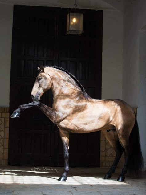 Lusitano Horse, Horse Reference, Horse Inspiration, Gorgeous Horses, Andalusian Horse, Majestic Horse, All The Pretty Horses, Horse Crazy, Beautiful Horse