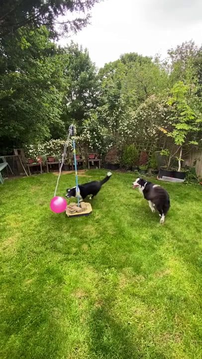 Border Collie Puppies, Dog Training Videos, Border Collie Dog, Animal Antics, Training Videos, Border Collies, Collie Dog, Cute Funny Dogs, Cute Animal Videos