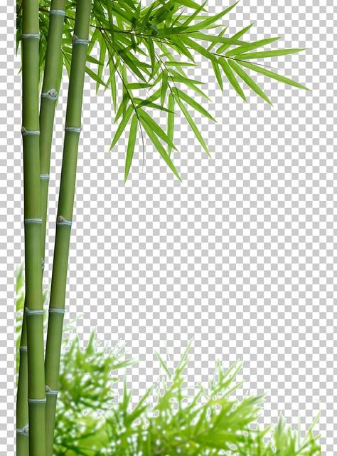 Bamboo Border Design, Leaf Frame Border, Bamboo Photography, Bamboo Border, Photography Png, Bamboo Background, Tree Photoshop, Psd Free Photoshop, Leaf Png