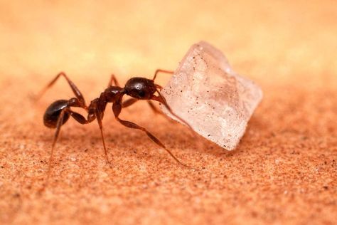 How To Get Rid of Sugar Ants: 5 Steps To Take - Bob Vila Homemade Wasp Trap, Pale Legs, Mosquito Repellent Homemade, Sugar Ants, Ant Bites, Kill Roaches, Wasp Traps, Ants In House, Ant Infestation