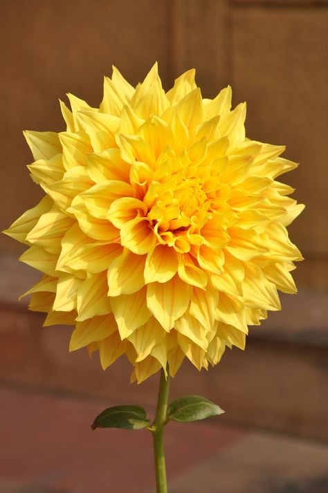 Beautiful!! Trendy Flowers, Dahlia Flower, Summer Beauty, Birthday Flowers, Yellow Flower, Mellow Yellow, Flowers Nature, Amazing Flowers, Love Flowers