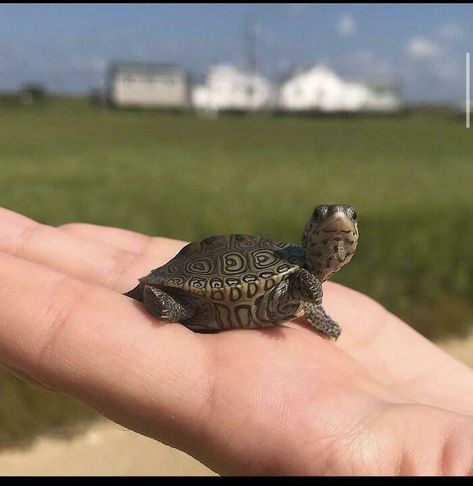 Diamond Back Terrapin Baby Turtle Diamond Back Terrapin, Eastern Painted Turtle, Getting A Dog, Leopard Tortoise, Baby Sea Turtles, Snapping Turtle, Fuzzy Wuzzy, Pet Turtle, Terrapin