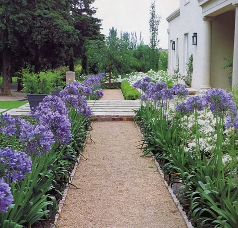 Agapanthus Garden, Agapanthus Plant, African Lily, Garden Inspo, Have Inspiration, Vegetable Garden Design, Garden Edging, Garden Landscape Design, Garden Borders