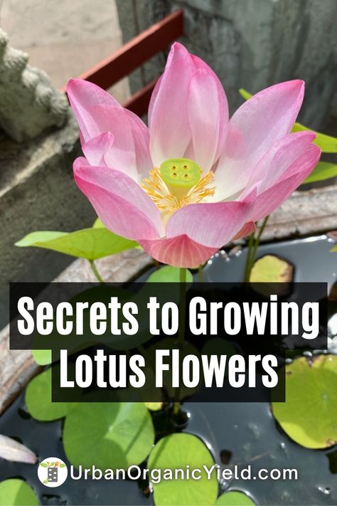 Lotus Plant At Home, Lotus Flower Growing, Lotus Flower Garden, Growing Lotus, Retirement Hobbies, Cosy Homes, Lotus Flower Seeds, Perennials Flowers, Container Pond