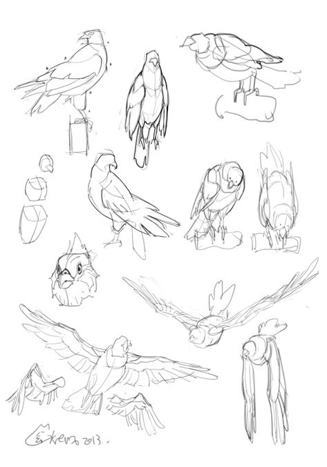 Study by Krenz @ http://cushart.deviantart.com/art/study-by-Krenz-417688926 Bird Poses Drawing, Bird Study Sketch, Bird On Shoulder Reference, Bird Anatomy Drawing Study, Bird Drawings Reference, Holding Bird Reference Drawing, Bird Art Tutorial, Bird Study Drawing, Bird Anatomy Reference