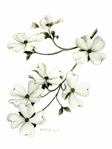 pictures of flowers and dogwood trees to draw | Native Plants and Wildflowers Cardinal On Dogwood Branch Tattoo, Dogwood Tree Illustration, American Dogwood Tattoo, Dogwood Branch Drawing, Dogwood Flowers Drawing, Dogwood Tattoo Design, Dogwood Blossom Tattoo, Dogwood Tree Painting, Dogwood Branch Tattoo