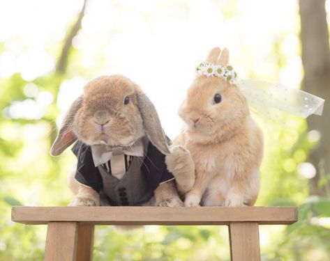 rabbit wedding ceremony The Bunny, Rabbits, Instagram