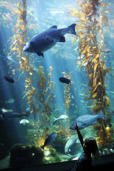 Birch Aquarium at Scripps - San Diego Scenic Photos Birch Aquarium, Water Aesthetic, Scenic Photos, Marine Biology, Pacific Blue, Aquariums, Aquarium Fish, Dream Job, Deep Sea