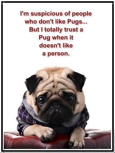 14 Pug Quotes About Life Pug Quotes, Pug Meme, Pug Mug, Sneak Attack, Fu Dog, Pugs And Kisses, Baby Pugs, Pug Pictures, Pug Dogs