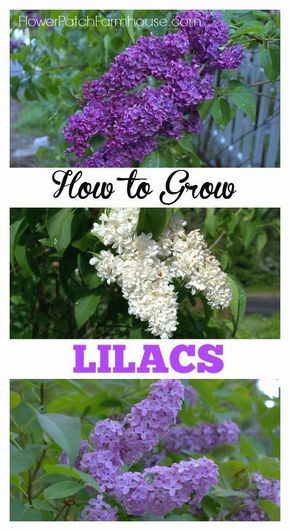 How to Grow Lilacs. Read and the tips and tricks I have found that work for me to get sweet smelling blooms every year! #GardenIdeas Lilac Bushes, Garden Shrubs, Have Inspiration, Fragrant Flowers, Cool Ideas, Garden Cottage, Lawn And Garden, Shade Garden, Dream Garden