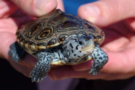 Diamondback Terrapin, Yellow Bellied Slider, Turtley Awesome, Turtle Tank, Terrapin, Turtle Love, Cute Turtles, Reptiles And Amphibians, Cool Pets