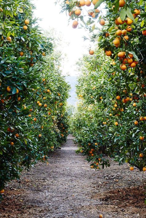 citrus grove Citrus Tree Garden, Tattoo Plant, Citrus Garden, Orange Grove, Garden Grove, Citrus Trees, Backyard Retreat, Orange Tree, Fruit Garden