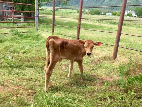 Cattle Facility, Dry Nose, Sick Baby, Baby Cows, Milk Cow, Hobby Farms, Farm Life, Farm Animals, Cow