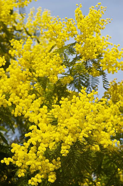 Mimosa (Acacia) Acacia dealbata Yellow Acacia, Acacia Dealbata, Flower Trees, Chic Dress Classy, Dress Classy, Flowering Trees, Mimosa, Chic Dress, Trees