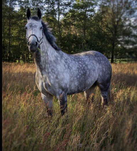 White Horse, Trees, Horses, Grey, Green, White