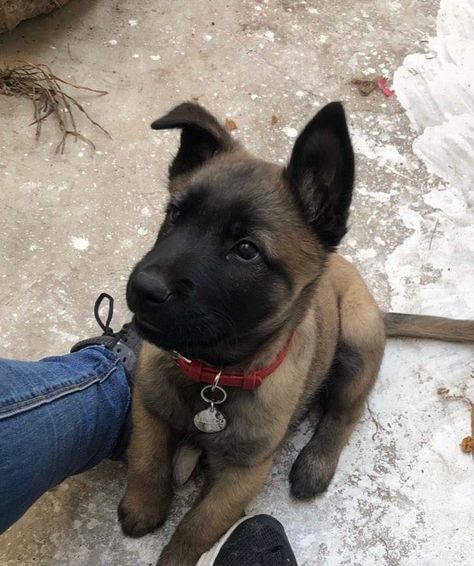 Cute Belgian Malinois Puppies, Belgian Malinois Puppy, Belgian Dog, Berger Malinois, Belgian Malinois Puppies, Dog Soldiers, Malinois Puppies, Belgian Malinois Dog