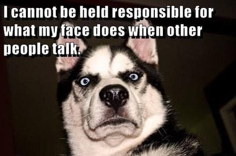 I cannot be held responsible for what my face does when other people talk. Funny Animal Clips, Funny Dog Faces, Happy Puppy, Dog Face, Dog Quotes, Funny Animal Pictures, Dog Memes, Coven, Siberian Husky