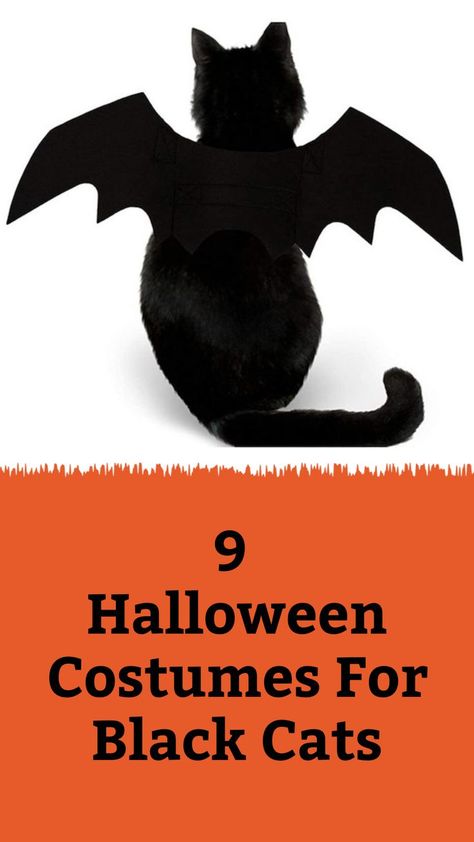 Halloween Costume For Cats, Hello Kitty Pics, Halloween Costumes For Cats, Kitten Halloween Costumes, Cat Halloween Costume Pet, Costumes For Cats, Black Cat Halloween Costume, Spooky Cats, Beer Olympics