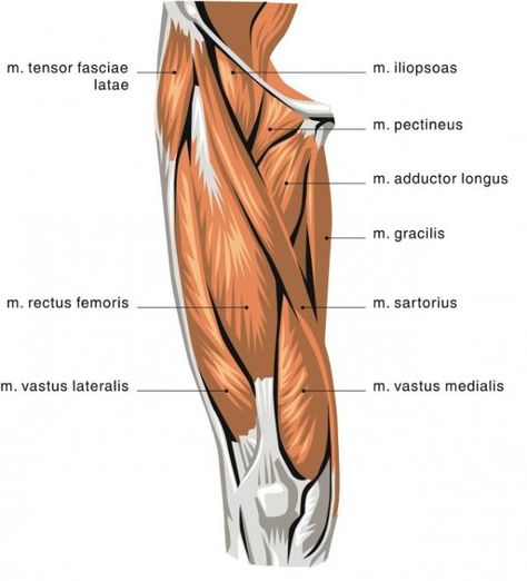 hamstrings, quads, biceps, shoulders, hypertrophy, how to exercise Quadriceps Femoris, Hip Flexor Pain, Muscle Diagram, Quad Muscles, Hamstring Muscles, Hip Flexor Stretch, Tight Hip Flexors, Muscular System, Lower Limb