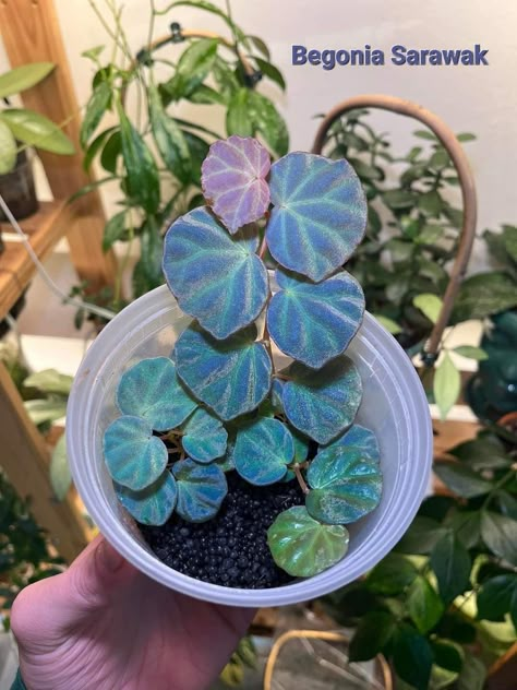 Begonia Sarawak Photo Credits: Danny Lenz - Milwaukee, WI Gardens Of Babylon, Plant Goals, Plants Are Friends, Inside Plants, Plant Decor Indoor, Plant Aesthetic, Room With Plants, House Plants Indoor, Milwaukee Wi