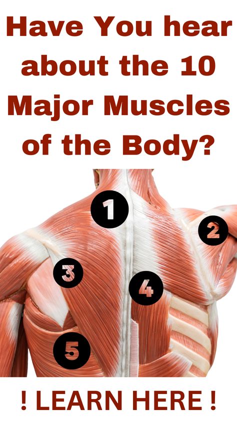 10 Major Muscles of the Body: A Complete List! Muscles Of The Body Human Anatomy, Muscle Groups Anatomy, Back Muscles Anatomy, Skeletal Muscle Anatomy, Muscles In The Back, Muscle Names, Muscles Of The Back, Human Body Muscles, Muscles Of The Body