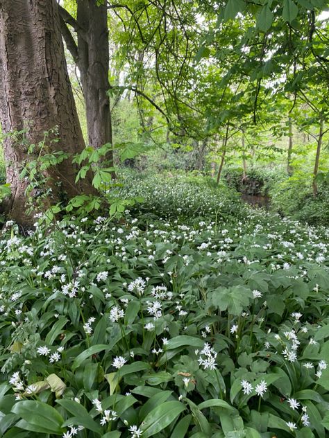 these little white flowers are actually wild garlic :) White Wild Flowers, Little White Flowers, White Wildflowers, Wild Garlic, Spring Wedding, Pretty Flowers, White Flowers, Art Style, Wild Flowers