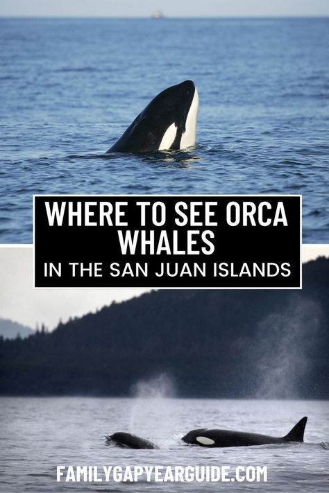 Experience the thrill of spotting orcas in their natural habitat in Friday Harbor, Washington! Discover the best spots for orca watching and other exciting activities in town. Friday Harbor Washington, England Beaches, Friday Harbor, San Juan Island, Full Time Travel, Orca Whales, San Juan Islands, Travel Route, Amazing Travel Destinations