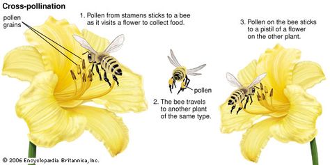 Angiosperm - Pollination | Britannica Carrion Flower, Plant Adaptations, Flower Structure, Bee Colony, Honey Bee Hives, Blueberry Bushes, Bee Pollen, Animal Groups, Busy Bee