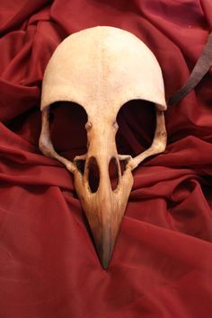 Bird Skull Drawing, Bird Skull Mask, Strašidelný Halloween, Friday The 13th Tattoo, Skull Reference, Skull Collection, Raven Bird, Crow Skull, Crow Bird