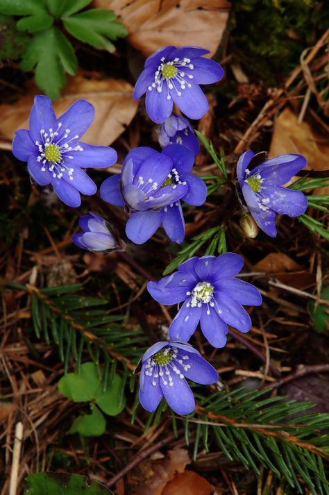 Forest Thumbnails, Anemone Hepatica, Wildflowers Photography, Woodland Flowers, Green Inspiration, Garden Help, Flower Therapy, Forest Flowers, Shade Plants