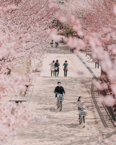 Seoul Cherry Blossom Night, Korea Cherry Blossom Aesthetic, Seoul Korea Cherry Blossoms, Cherry Blossoms Seoul, Seoul Cherry Blossom Aesthetic, Korean Cherry Blossom Wallpaper, Cherry Blossom Korea Seoul, Cherry Blossom Aesthetic Korean, South Korea Cherry Blossoms